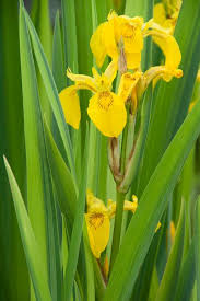 Image result for Iris pseudacorus