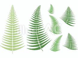 シダの葉イラスト No 223749 無料イラストなら イラストac