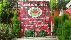 2020 top things to do in cameron highlands. Life Is Beautiful Big Red Strawberry Farm