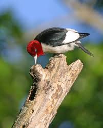 Birds Native To Indiana Woodpeckers All Seven Species Expected In Indiana Have Been Photographed Marty Jones In 2020 Woodpecker Species Downy Woodpecker