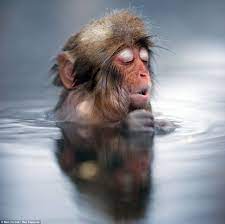 Time To Chill Out Baby Snow Monkey Sighs With Relief As He Plunges Into Japanese Hot Spring To Warm Up Snow Monkey Animals Beautiful Animals Wild