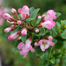 Image result for Escallonia