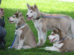 Siberian Husky Price How Much Do Husky Puppies Cost Siberian Husky Husky Dogs Husky Puppy