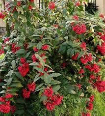 Image result for Cestrum elegans