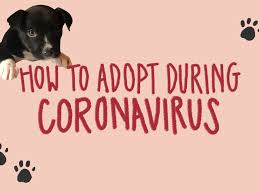 100 fall creek drive d. Should I Adopt A Dog Tips For Adopting During The Coronavirus Pandemic Life Kit Npr