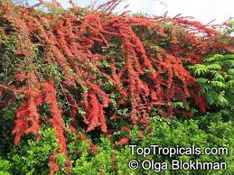 Image result for Combretum paniculatum