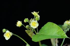 Image result for Wissadula