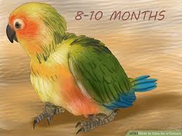 How To Care For A Conure With Pictures Wikihow