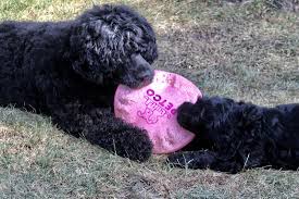 Portuguese water dog information including personality, history, grooming, pictures, videos, and the akc breed standard. Claircreek Girls Claircreekpwds Dog Donna Gottdenker