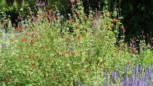 Black gold cactus mix by sun gro horticulture. Perennial Salvias Are Must Haves For Your Desert Garden