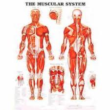 Human Anatomy Charts Wholesale Price Mandi Rate For