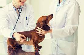 Der stuhlgang, auch defäkation oder egestion. Stuhlgang Und Kot Beim Hund Gesundheit Futterqualitat Erkennen