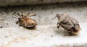Stink bug repellent ^ lastly, if you have an ongoing stinkbug problem and plan on either painting or staining your home, be sure to add nbs paint/stain additive to your paint or stain. Tips For Dealing With Stink Bugs In Your House Lake County News Nwitimes Com