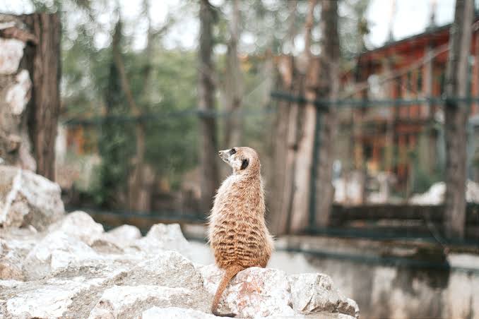 Zoologic Photos, Download The BEST Free Zoologic Stock Photos & HD Images