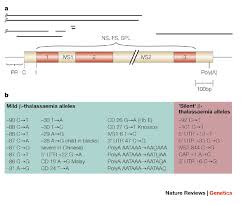 But the heart muscle is special because of what it does. Phenotype Genotype Relationships In Monogenic Disease Lessons From The Thalassaemias Nature Reviews Genetics