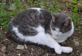 Foxes now trapped in garden. How To Stop Cats Pooping In The Garden
