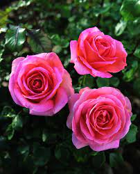 Maybe you would like to learn more about one of these? Our List Of The Most Fragrant Roses Elle Tea Roses Elle Rose Fragrant Roses