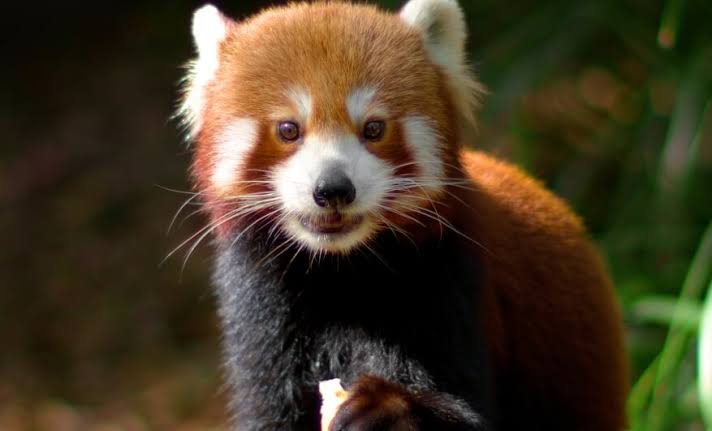 10 Interesting Facts About The Red Panda