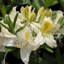 Rhododendron X Daviesii Ghent Hybrid A Sweetly Fragrant Deciduous Azalea With Creamy White Blooms With Contrasting Yellow Spo Azaleas Shrubs Rhododendron