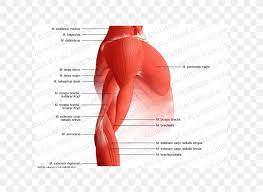 This holds your upper arm bone to your shoulder blade and helps you rotate your arm, hold it straight out and lower it. Arm Shoulder Muscular System Muscle Anatomy Png 600x600px Watercolor Cartoon Flower Frame Heart Download Free