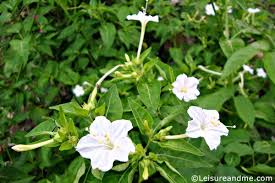 We did not find results for: Four O Clock Flowers In White Leisure And Me
