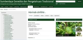 Image result for Morinda angolensis