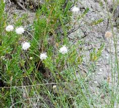 Image result for Dipsacus pinnatifidus