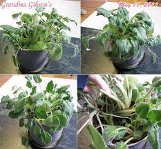 Neglected Overgrown Violet Letting Go African Violets African Violets Plants Propagating Plants