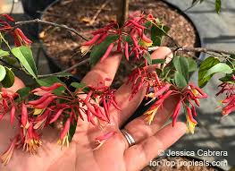 Image result for Buchnera usuiensis