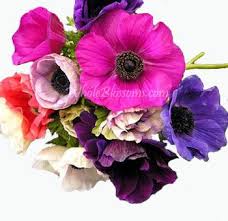Check spelling or type a new query. Assorted Anemone Flower Anemone Anemone For Sale White Anemone Anemone Flower Wholesale Flowers Anemone