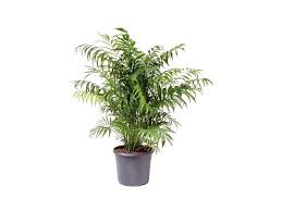 Does it cast a shadow where it stands? Chamaedorea Elegans 80cm Evergreen Plants Dubai Garden Centre