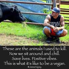 Pin By Laura Liberty On Awareness Reasons To Go Vegan What Is Like Why Vegan
