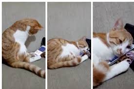Olen Sahibinin Fotografini Telefonda Goren Kedi Videosu