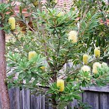 Banksia Integrifolia Coast Banksia Garden Plants Design Australian Native Plants Australian Plants