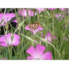 Image result for Agrostemma