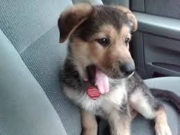 My papa is hip and joint certified! German Shepherd Lab Mix Puppies