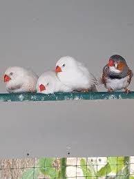 Buna rağmen kuşlar elektrik tellerine dizildikleri halde onlara hiçbir şey olmadığını görürüz. Evde Beslenen Kuslar