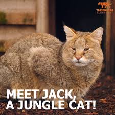 Only the best hd background pictures. The Big Cat Sanctuary Meet Jack A Jungle Cat Meet The Cats Facebook