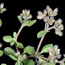 Image result for Polycarpon prostratum