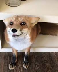 Seeking For Help Video Cute Baby Animals Cute Animals Animals Beautiful