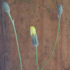 Image result for Tolpis capensis