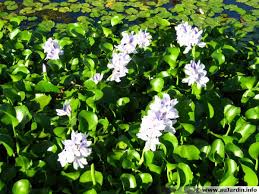 We did not find results for: Les Plantes Flottantes