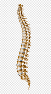 Maybe you would like to learn more about one of these? Human Bones Human Vertebral Column Atlas Cervical Vertebrae Spine Anatomy Human Anatomy Png Pngegg