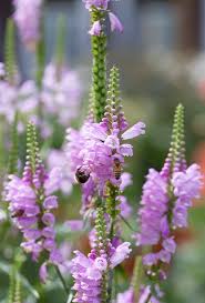 Image result for Physostegia