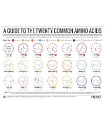 Amino Acid Chart Pdf Scouting Web