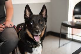 Here at neighborhood pet health center, we are proud to offer boarding services to north richland hills, tx and the surrounding communities. Image Galleries Penny Paws Animal Clinic