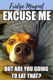 Magnet With Sayings Zazzle Com In 2021 Dog Quotes Funny Dog Jokes Funny Dog Pictures