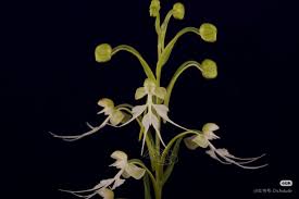 Image result for Habenaria epipactidea