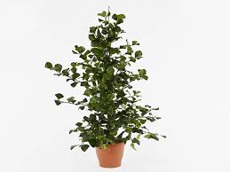 Image result for Ficus natalensis