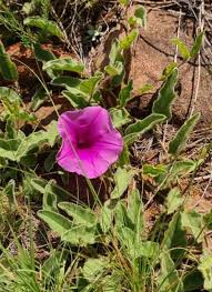 Image result for Valeriana capensis